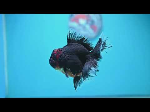Red Kirin Oranda 4 inch Body (261016_OR09)