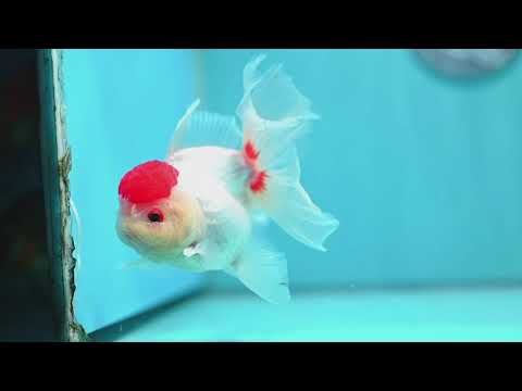 Red Cap Rose Tail Oranda 4 inch Body (260515_OR09)