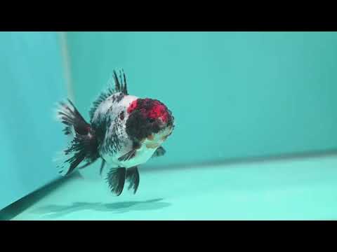 Kirin Rose Tail Oranda 3.5 inch Body (260807_OR06)