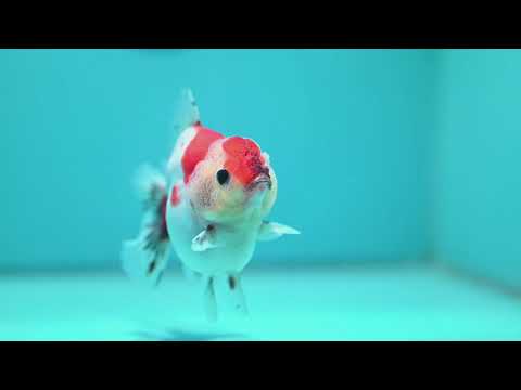 Sakura Oranda 3.5 inch Body (260904_OR09)