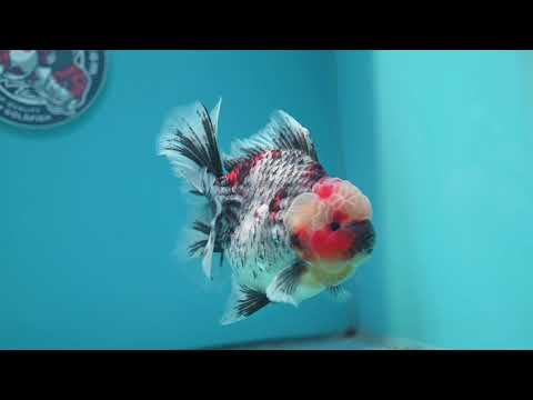 Blue Based Kirin Rose Tail Oranda 4.2 inch Body (260320_OR08)