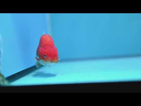 Red White Ranchu 3.5 inch Body (261016_RC08)