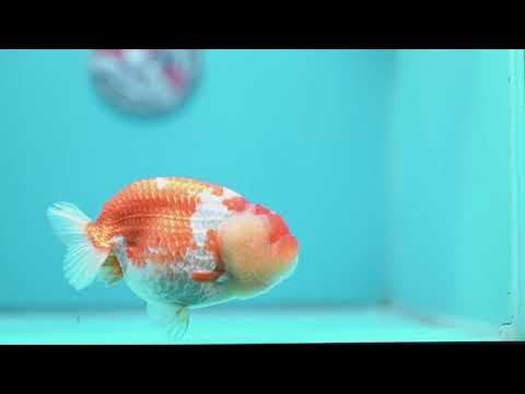 Large Red White Ranchu 4.5 inch Body (260612_RC03)