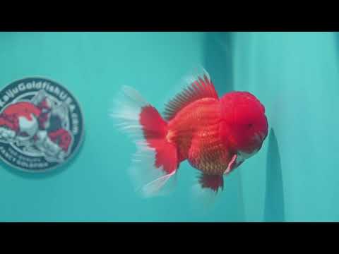 Red White Rosetail Oranda 4 inch Body (260417_OR06)