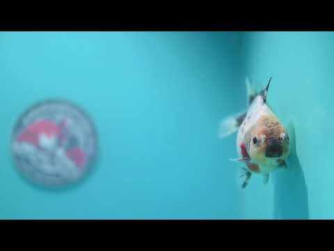 Shogun Tricolor Sakura Oranda 3.5 inch Body (260807_OR16)