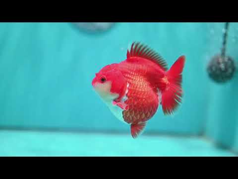 Shogun Red White Oranda 4 inch Body (260522_OR10)