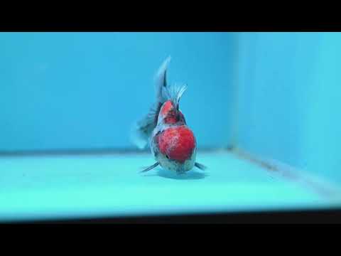 Red Head Tricolor Sakura Oranda 3 inch Body (261016_OR03)