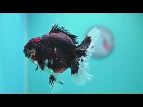 Jumbo Red Kirin Oranda 4.5 inch Body (260828_OR24)