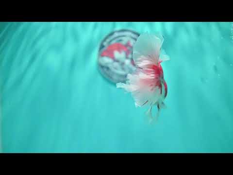 Sakura Orchid Tail Oranda 3.8 inch Body (260501_OR13)