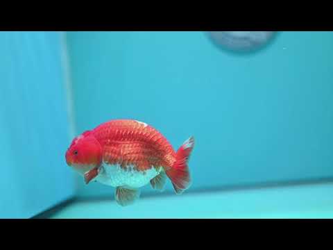 Red white Ranchu 4 inch Body (260724_RC07)