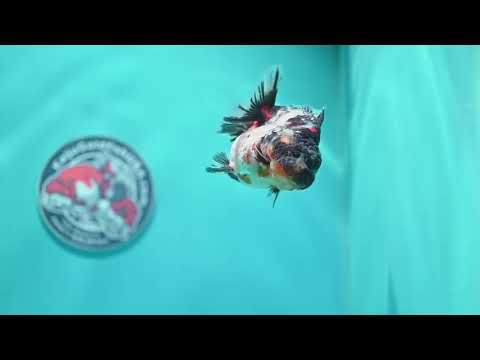 White Tiger Oranda 3 inch Body (260605_OR09)