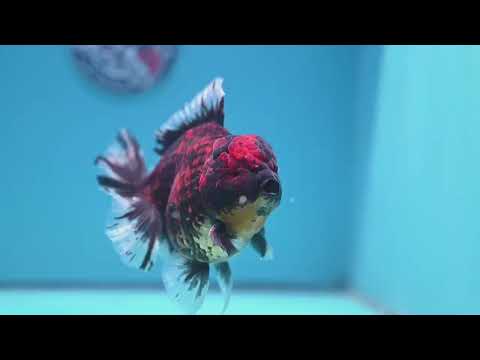 Jumbo Tiger Rosetail Oranda 5 inch Body (260417_OR02)
