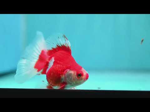 Red White Butterfly Tail Ryukin 3 inch Body (260904_RY02)