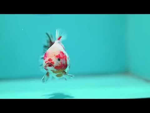 Sakura Oranda 3.2 inch Body (260731_OR04)