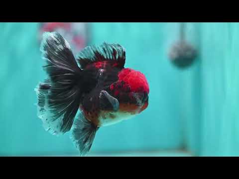 Red Kirin Orchid Tail Oranda 3.5 inch Body (260501_OR10)
