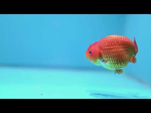 Ranchu inch Body (261016_RC11)