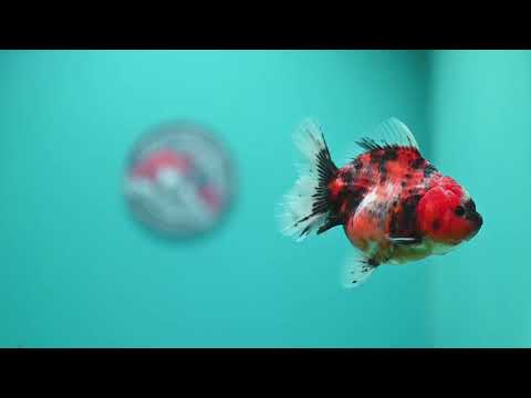 Tiger Oranda 3.5 inch Body (260619_OR10)
