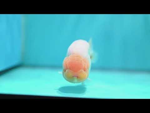 Dragon Scale White Ranchu 4 inch Body (260612_RC01)