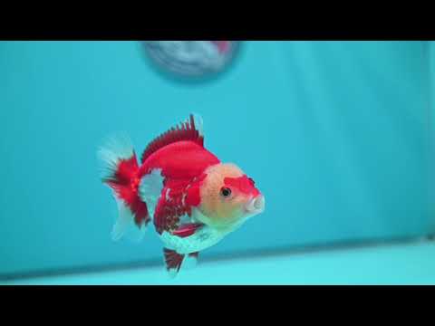 Red White YuanBao Oranda 4 inch Body (260529_OR17)