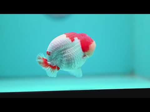 Red White Ranchu 4 inch Body (260515_RC05)