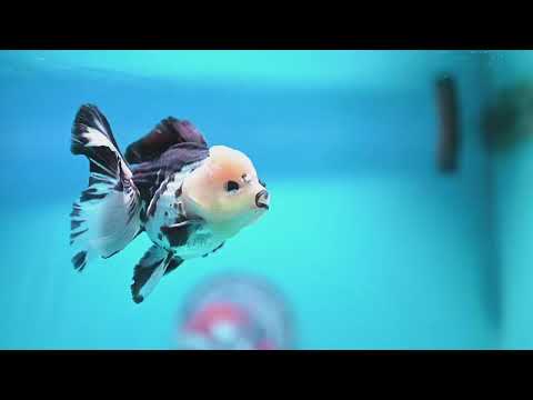 Panda Rose Tail Oranda 3 inch Body (260828_OR10)