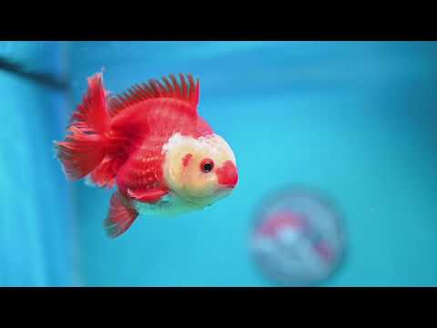 Red White YuanBao Oranda 4 inch Body (261002_OR02)