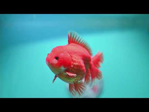 Red White YuanBao Oranda inch Body (260814_OR19)