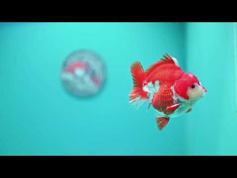 Red White YuanBao Oranda 3.5 inch Body (260619_OR07)