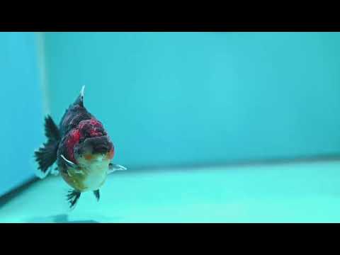 Kirin Oranda 3.5 inch Body (260605_OR12)