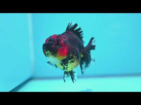 Tiger YuanBao Oranda 3.5 inch Body (260918_OR18)