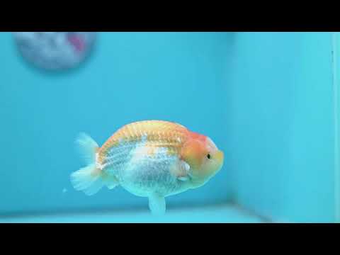 Lemon Cream Ranchu 4 inch Body (260724_RC06)