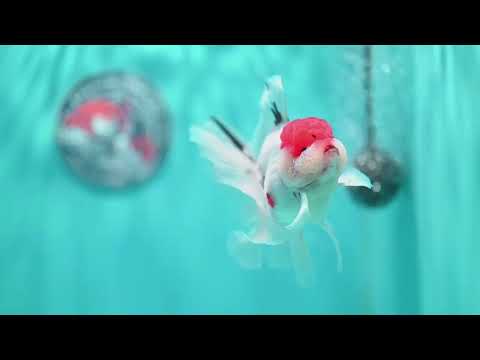 Sakura Orchid Tail Oranda inch Body (260501_OR11)