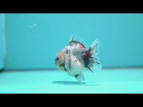 White Tiger Oranda 3 inch Body (260612_OR04)