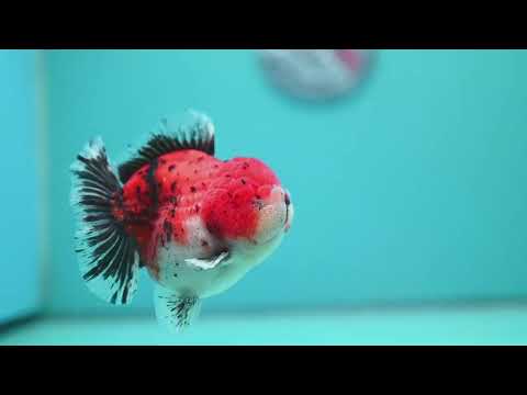 Shogun Tricolor Sakura Oranda 4 inch Body (260522_OR16)