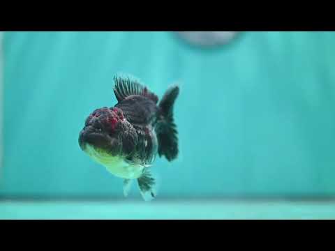 Shogun Blue Kirin Oranda 3 inch Body (260814_OR11)