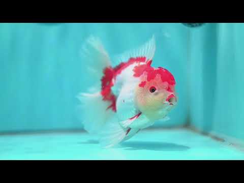 Red White Rose Tail Oranda 4 inch Body (260501_OR05)