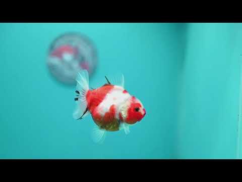 Sakura Oranda 3.2 inch Body (260731_OR08)