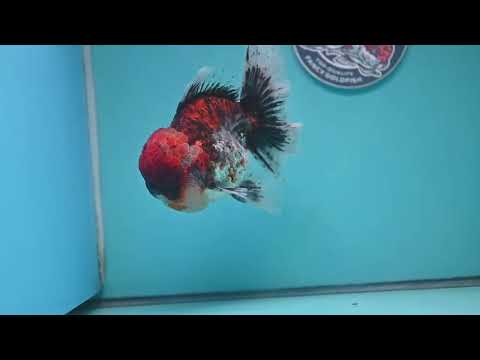 Large Full Wen Red Kirin Rose Tail Oranda 4.5 inch Body (260227_OR05)