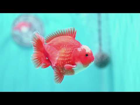 Jade Seal Red White YuanBao Oranda 3.5 inch Body (260814_OR16)