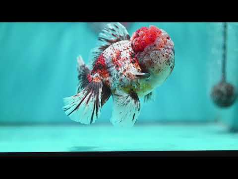 Full Wen Kirin Rose Tail Oranda 4.5 inch Body (260529_OR01)