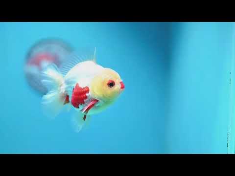 Red White YuanBao Oranda 3 inch Body (261016_OR10)