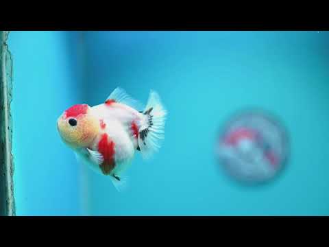 Shogun Tancho Sakura Oranda 3 inch Body (260918_OR16)