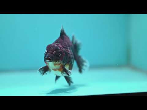 Kirin Oranda 4 inch Body (260925_OR14)