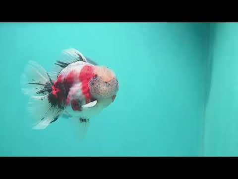 Sakura Rose Tail Oranda 4 inch Body (260807_OR04)