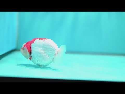 Red White Ranchu 4 inch Body (260501_RC03)