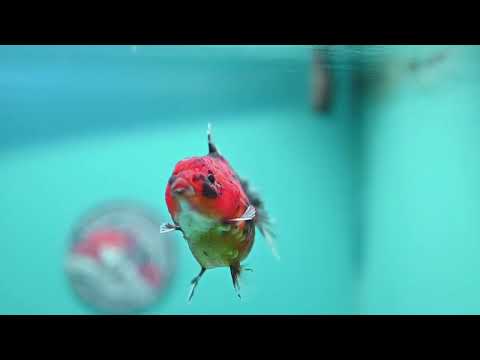 Tiger Oranda 3 inch Body (260619_OR12)
