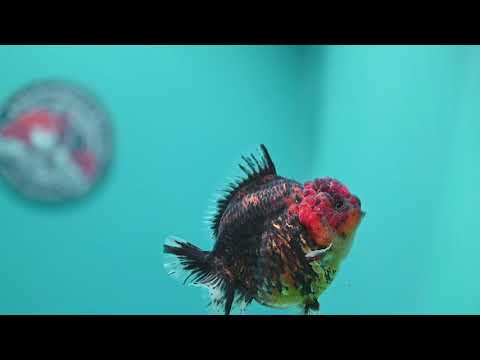 Heavy Ink Tiger Oranda 3.5 inch Body (260612_OR12)