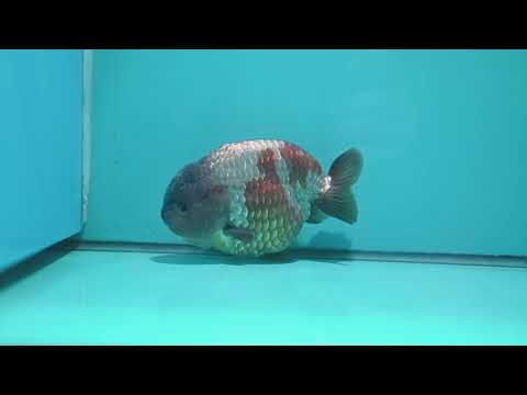 Jumbo Lavander Ranchu 5 inch Body (261002_RC01)