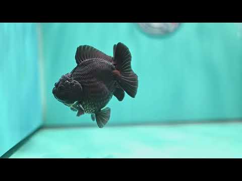 Shogun Black Oranda 3.8 inch Body (260508_OR02)