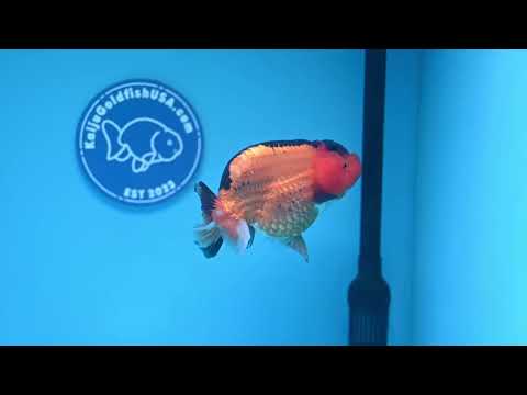 Apache Ranchu Goldfish for Sale | Kaiju Goldfish USA